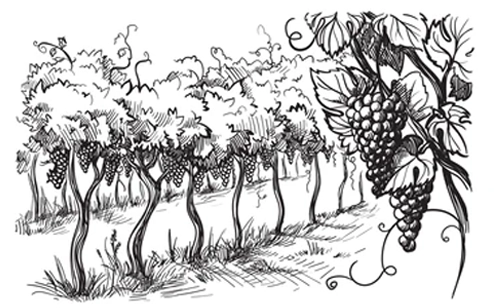HISTOIRE - MENTION VIEILLE VIGNE