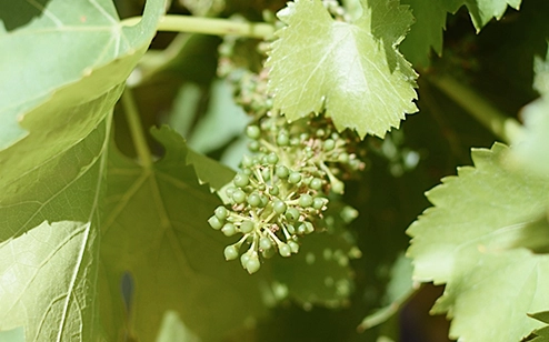 LIVRE BLANC 1 - Cycle de la vigne